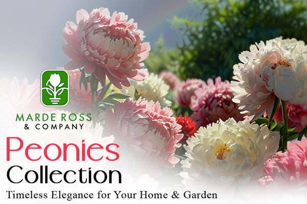 Case Study: How Optimization, PPC, and A+ Content Skyrocketed Marde Ross & Co. Sales to $3 Million