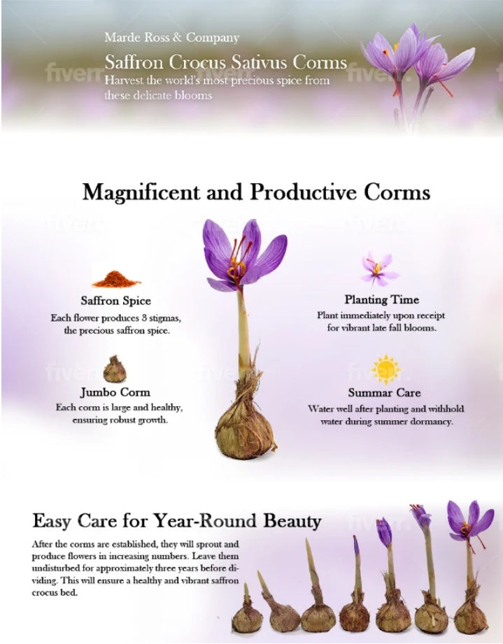 I will design premium amazon a plus content, enhanced brand content ebc listing images